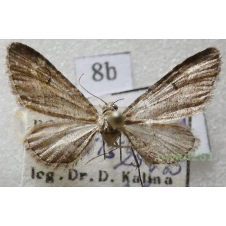 Eupithecia nanata (Hübner, 1813) Czech8b